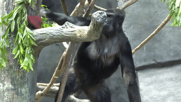 Animals Snack on Heart-Shaped Treats @ Chicago Zoo