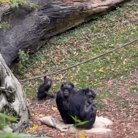 Young Bonobo Ape Spooked by Falling Leaf