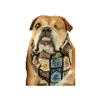 Bulldog Rescue Dog Sticker by Geekster Pets