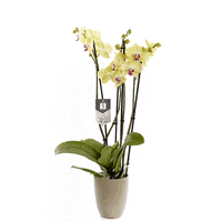 Plant Phalaenopsis GIF by Piet Vijverberg