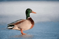 Duck Yo GIF