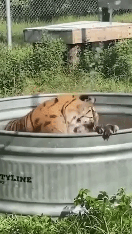 Rescued Tiger Stays Cool