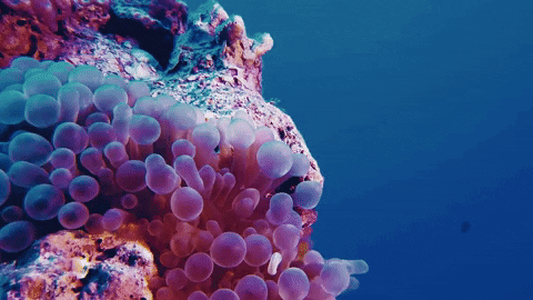 Finding Nemo Swimming GIF by ATLAST