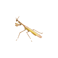 Stick Insect Sticker by Avonturia
