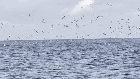 Artist_Geoffrey_Smith giphyupload artist alaska art of nature GIF