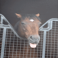 In Real Life Horse GIF