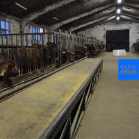 GIF by euronews