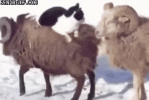 cat snow GIF by Cheezburger