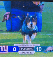 Corgi Corgiracing GIF