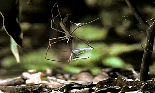 Spider Web GIF