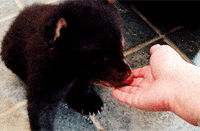 bear GIF