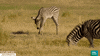 run africa GIF by BBC Earth