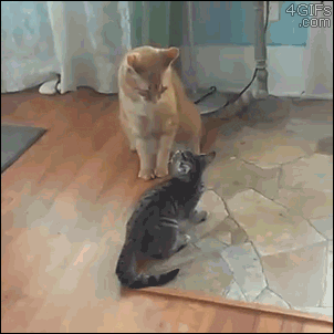 Cats Fighting GIF