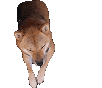 Dog Calico Sticker