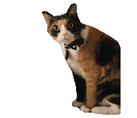 Cat Calico Sticker