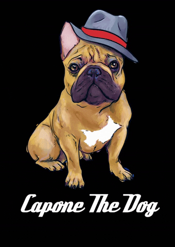 caponethedog giphygifmaker giphyattribution dog with hat caponethedog GIF