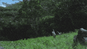 jurassic park running GIF
