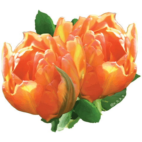 e_h_k_s giphyupload flower flowers orange Sticker