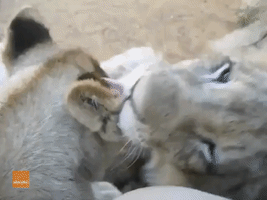 4-Month-Old Cubs Show Each Other a Lot of Love