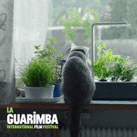 Whats Up Love GIF by La Guarimba Film Festival