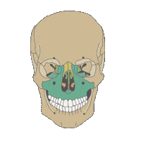 Maxilofacial Sticker