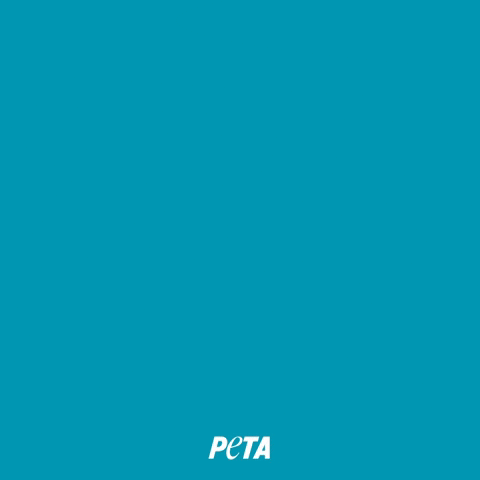 Animal Rights GIF by PETA