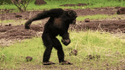 spy in the wild cute animals GIF by ThirteenWNET