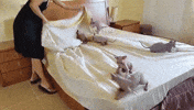 kitties kitty makes the bed GIF