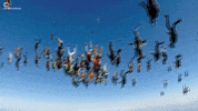 world records falling GIF by NowThis 