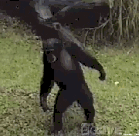 chimp GIF