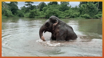Elephant Bathing GIF by Animals Asia