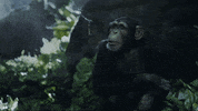 tweaq dont know head shake tarzan chimp GIF