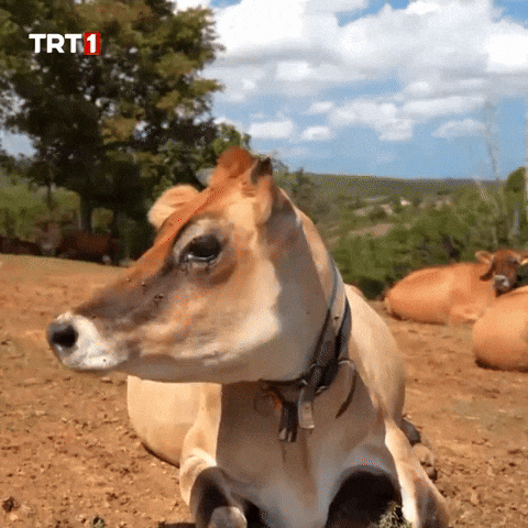 Look What GIF by TRT