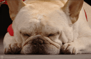 Sleepy French Bulldog GIF by CBC