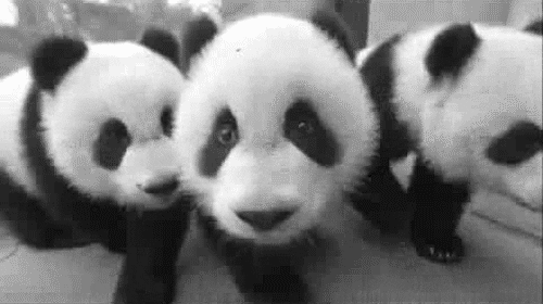 baby pandas GIF