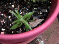 Grow Plant Growth GIF by Hurray For The Riff Raff