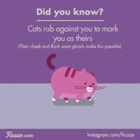 Digital art gif. Purple round cat walks and then rubs up against a person’s legs. The legs were black and white, but once the cat rubs up against them, they become a similar purple color. Text, “Did you know? Cats rub against you to mark you as theirs. Their cheeks and flank scent glands make this possible.”