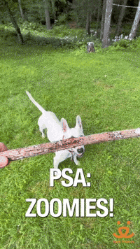 Best Friends Running GIF by Best Friends Animal Society