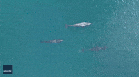 'What a Sight!': Drone Footage Records Pygmy Blue Whales Cruising Western Australian Coast
