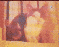all that i dp GIF