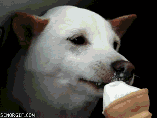 ice cream dog GIF by Cheezburger
