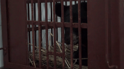 china rainbow GIF
