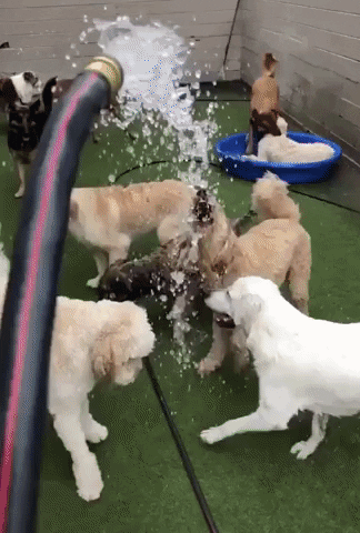 cuteanimalland giphyupload GIF