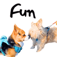 Fun Corgi Sticker
