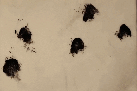 smile GIF by Cassie Shao