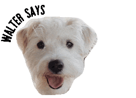Drink Water Dog Sticker by The Daily Page
