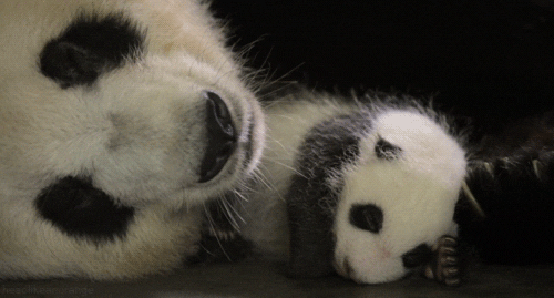giant panda GIF by Head Like an Orange