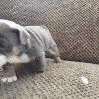 sofa GIF