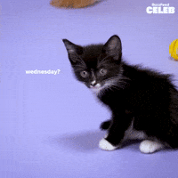 Caturday All Day!