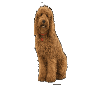 Dog Poodle Sticker by CBeebies